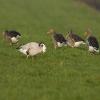 Bar-headed Goose